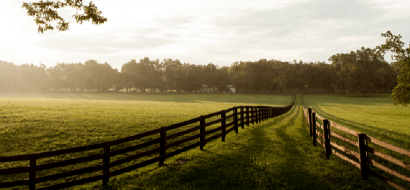 Understanding beef and lamb inflation