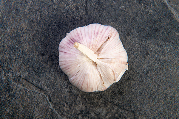 Garlic Bulb (single) - 02