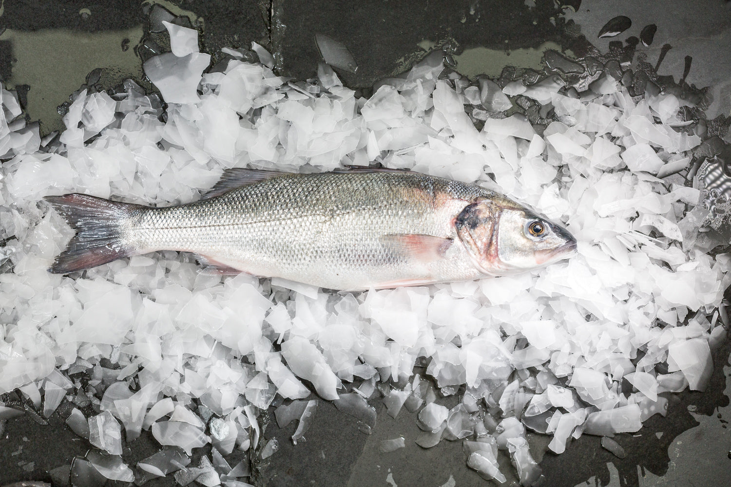 seabass(1)