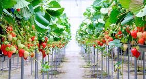 Behind the scenes with our strawberry grower