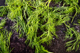 Fresh Dill (30g)