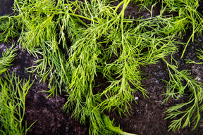 Fresh Dill (30g)