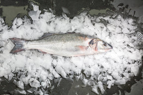 seabass(1)